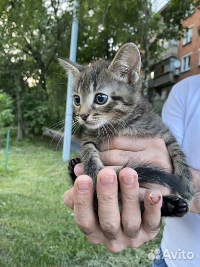 Котята в добрые руки бесплатно