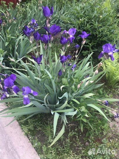 Цветы многолетники,Ирисы ''