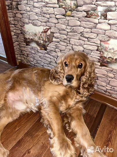 Вязка кокер спаниель английский