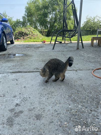 Кошка в добрые руки