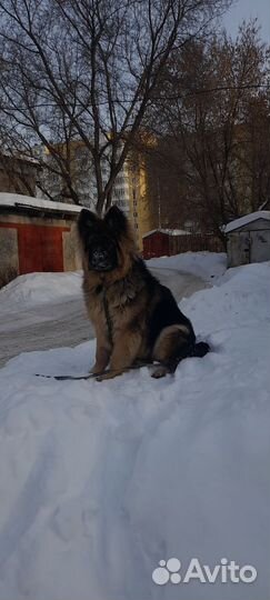 Немецкая овчарка вязка кобель