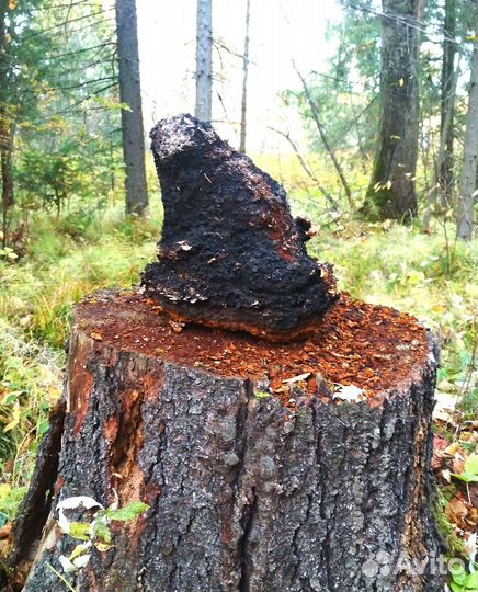 Чага для чая 1 кг, есть авитодоставка