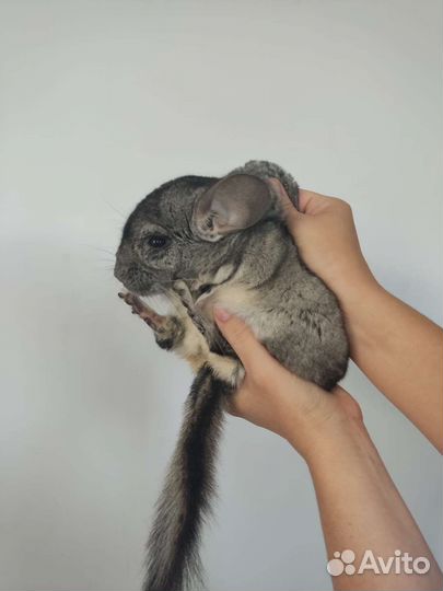 Шиншилла