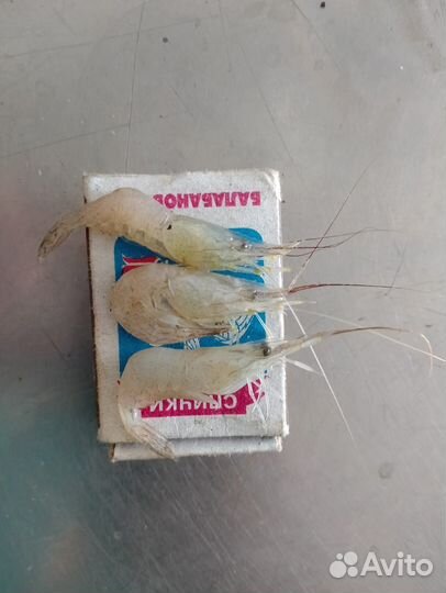 Креветка вареная сухой заморозки