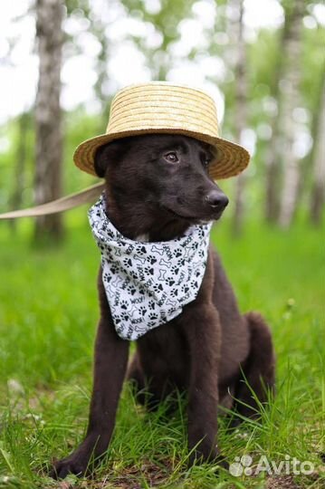 Собаки в дар бесплатно