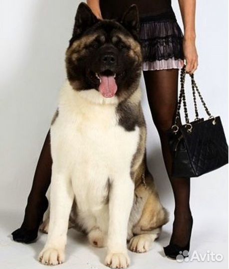 Американская Акита