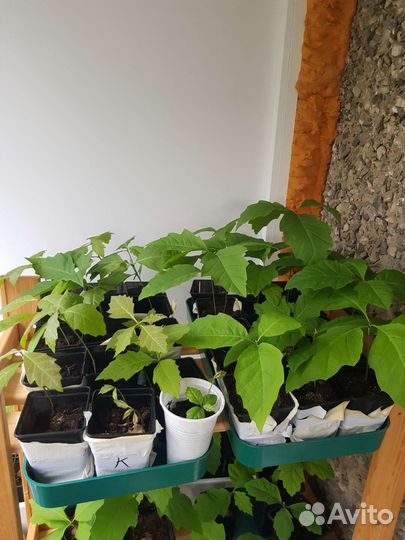 Саженцы канадского красного дуба