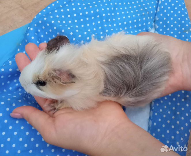Морские свинки