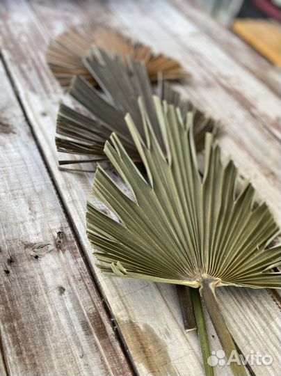 Пампасная трава оптом