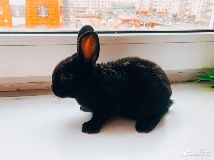 Карликовый кролик - Москва