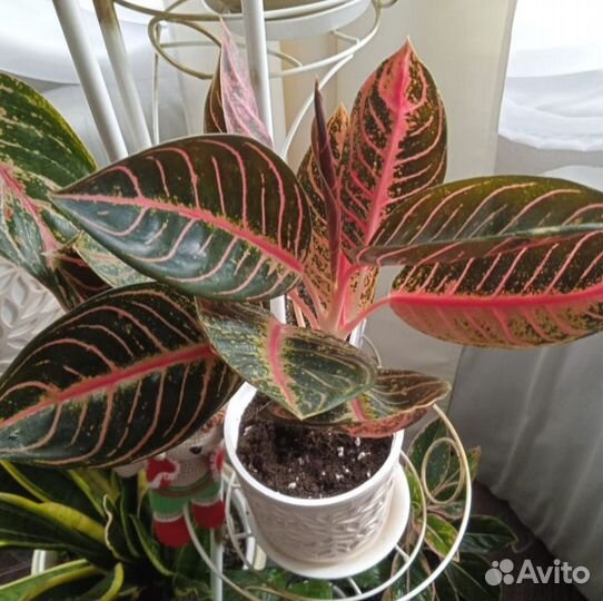 Аглаонема Гордость суматры (комнатный цветок)