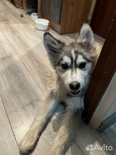 Хаски в добрые руки