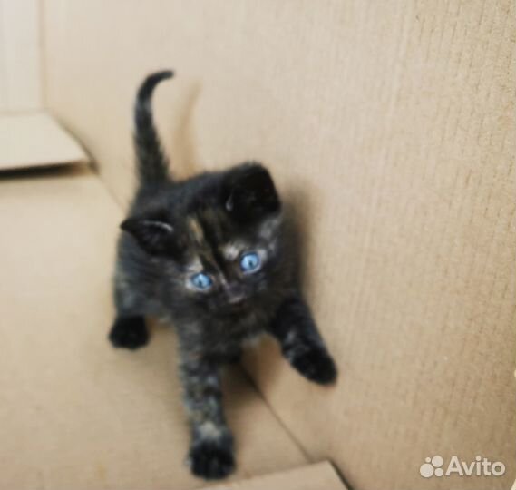 Котята в добрые руки бесплатно