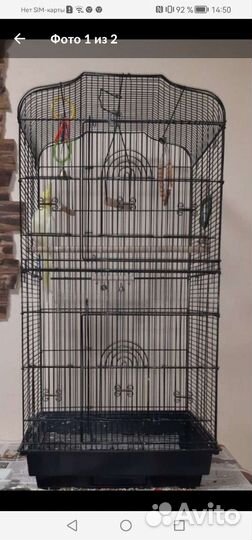 Попугай корелла девочка