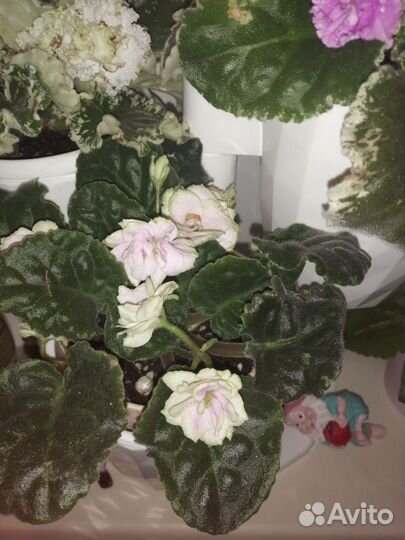 Детки сортовых фиалок