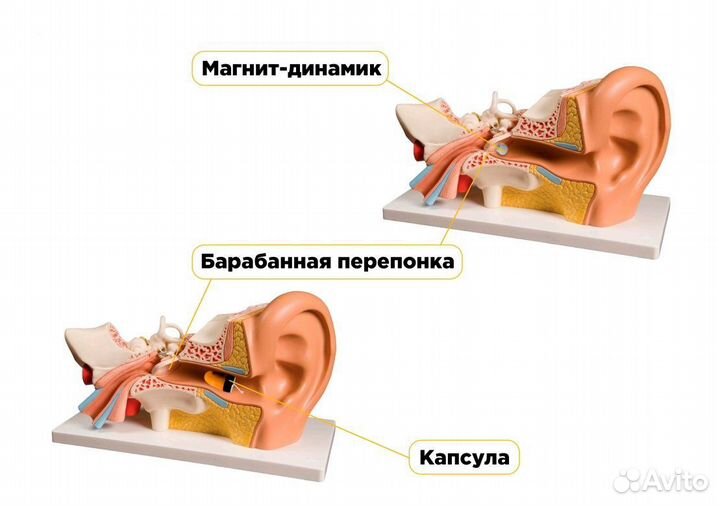 Микронаушники 2 вида капсульные и магнитные