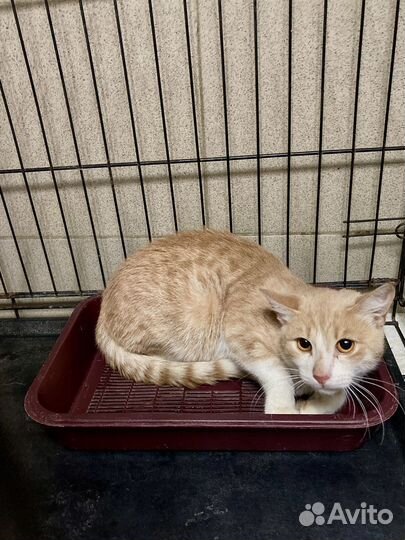 Помогите спасти