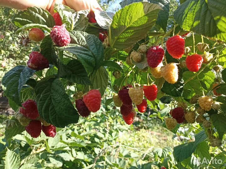 Малина ремонтантная смесь сортов
