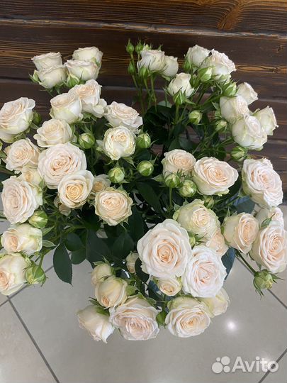 Роза кустовая