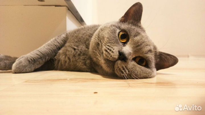 Кот Британец на вязку