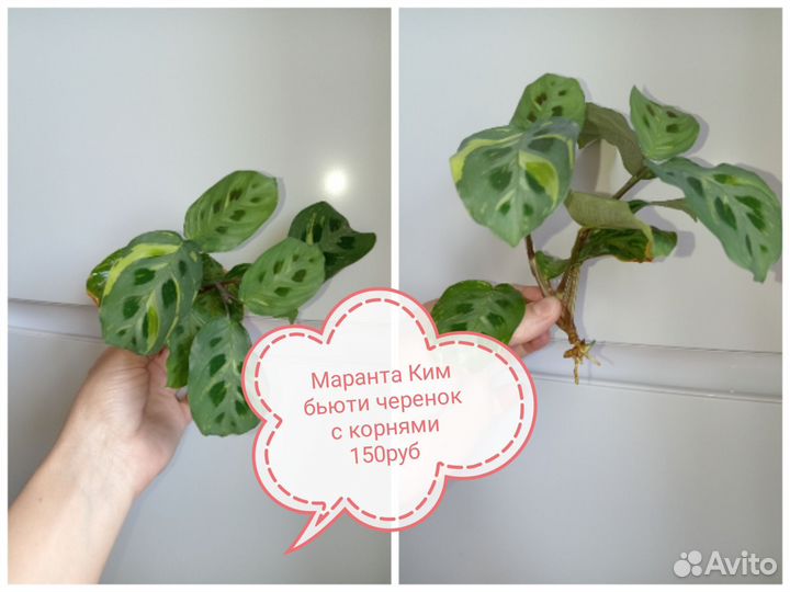 Комнатные растения разные