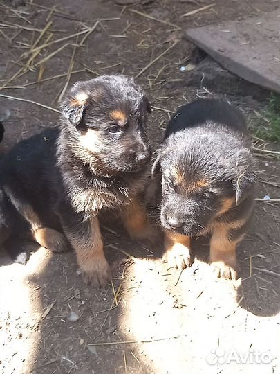 Щенки немецкой овчарки