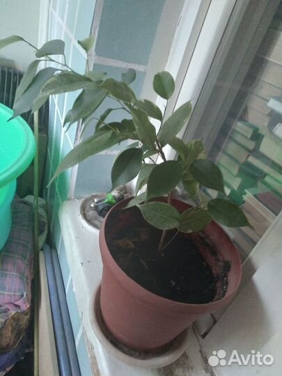 Комнатные домашние растения