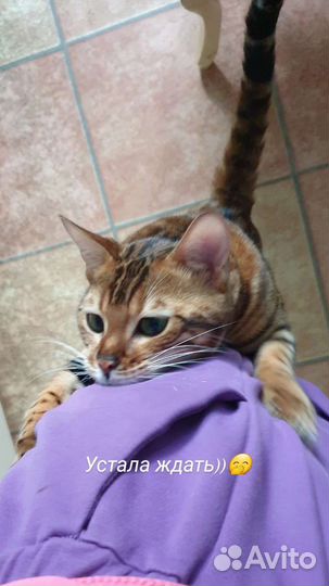 Бенгальская кошка
