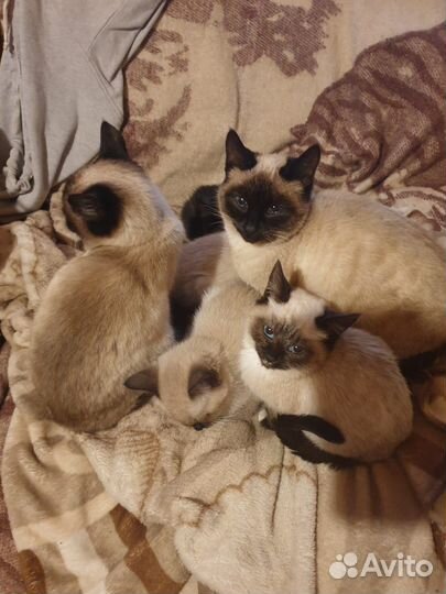 Сиамские котята