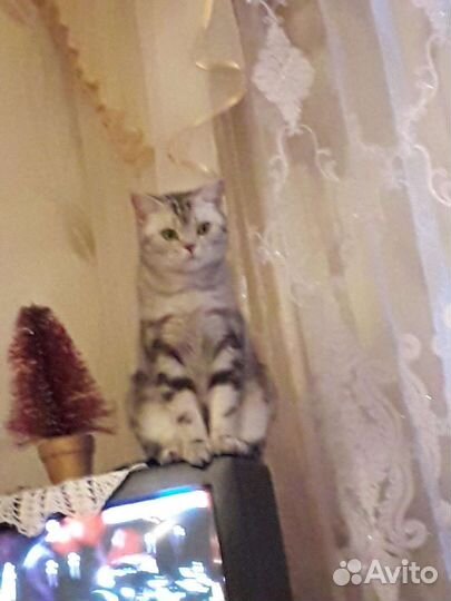 Британка в добрые руки