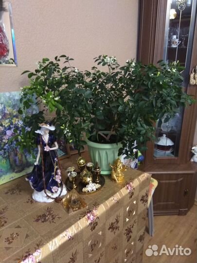Мурайя метельчатая