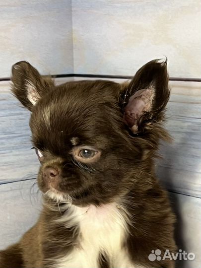 Чихуахуа длинношерстная девочка