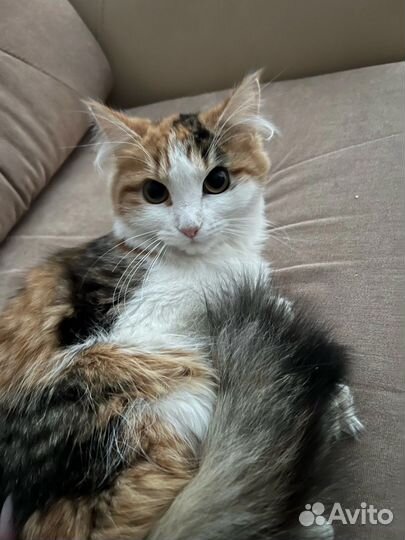 Кошечка в добрые руки