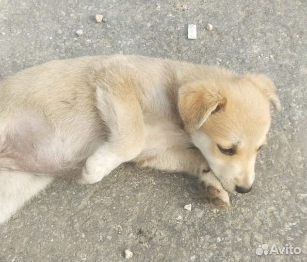 Щенки бесплатно