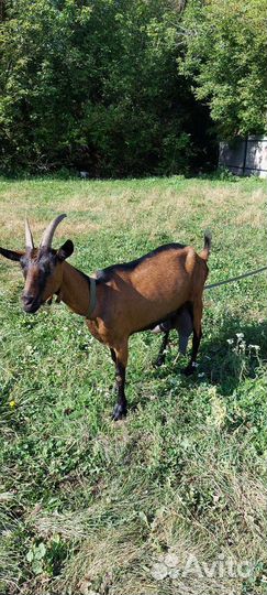 Чешские козы