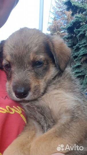 Щенок от маленькой собаки