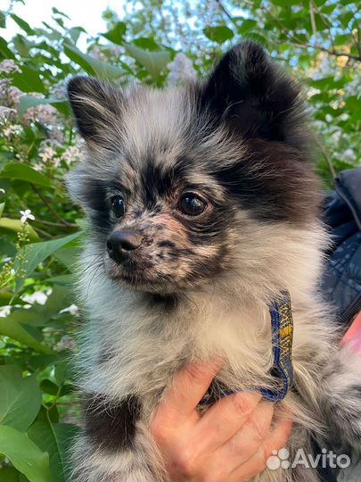 Шпиц немецкий малый
