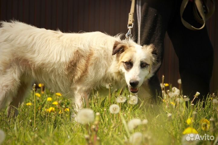 Бим в добрые руки