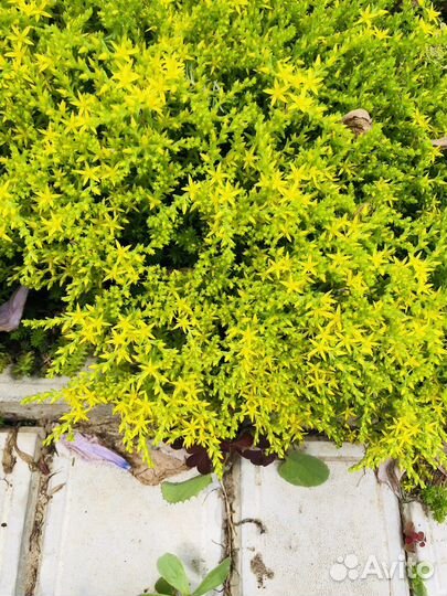 Очиток, комнотное растение, растение для сада