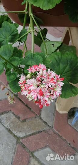 Пеларгония герань сортовая