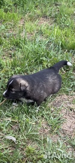 Щенки хаски в добрые руки