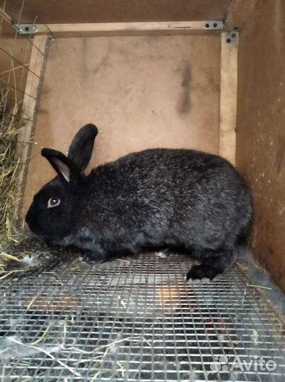 Кролики мясных пород. Продажа, обмен, мясо