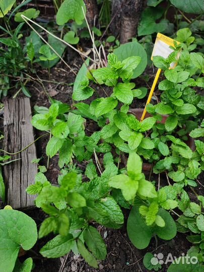 Мята сортовая