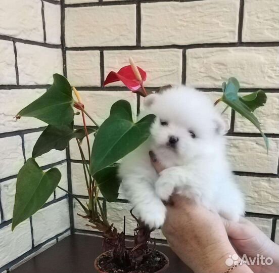 Щенки померанского шпица мишки