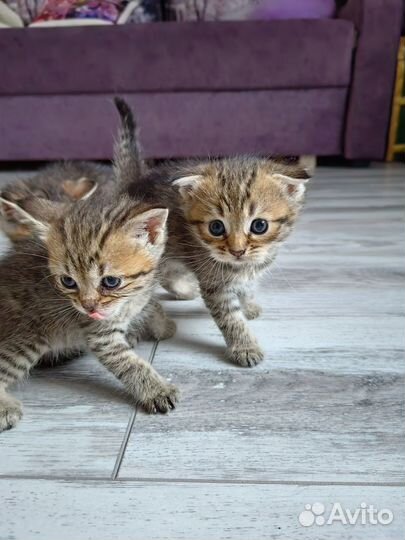 Шотландские вислоухие котята