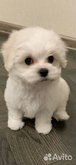 Мальтезе стандарт девочка РКФ