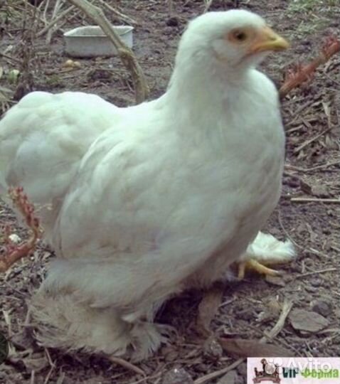 Породные куры-молодки