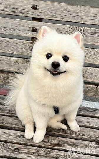 Шпиц ищем девочку