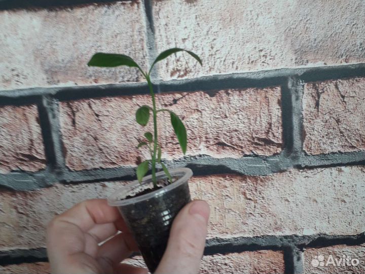 Кроссандра оранжевая и Голубой лёд, розовая