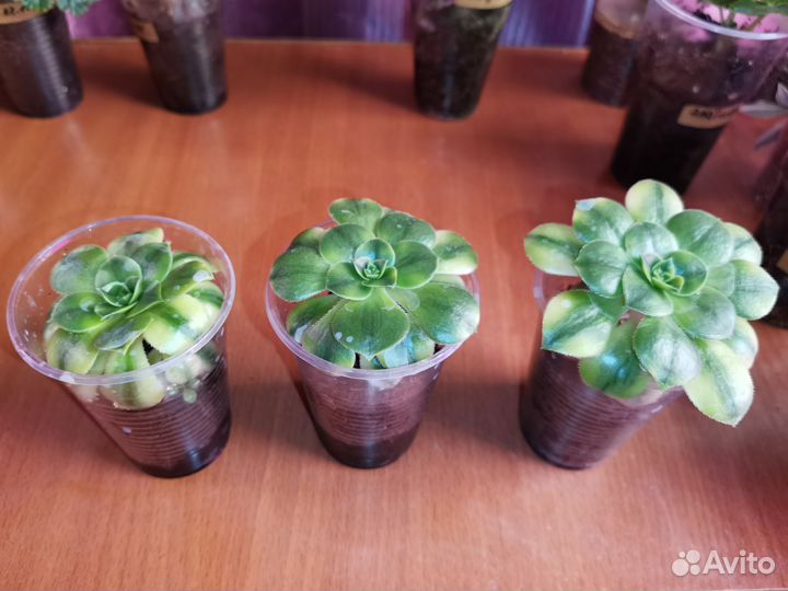 Эониум Флоресенс